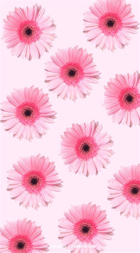 flower wallpaper ideas  phone iphone pink daisy wallpaper