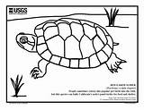 Slider Red Eared Turtle Coloring Pet Sheets Turtles Sliders Crafts Werc Studies Unit Tortoises Usgs Gov sketch template