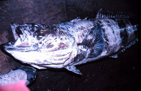 giant antarctic  antarctic toothfish dissostichus mawsoni