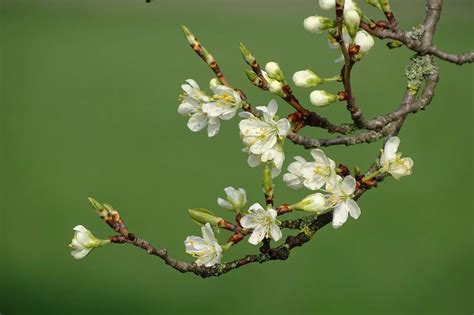 bluetenzweig fruehling knospen kostenloses foto auf pixabay