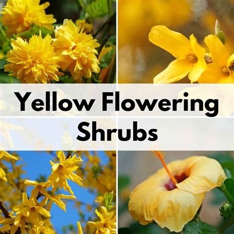 stunning yellow flowering bushes shrubs  maintenance beautiful  time family