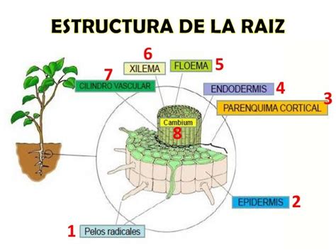 Organografia La Raiz