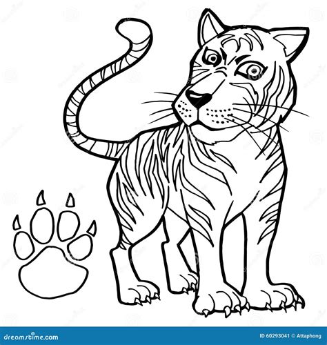 tiger  paw print coloring page vector stock vector image