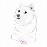 Doge Draw Drawing Shiba Inu Such Tutorial Many Fun Step Paws Getdrawings Tutsplus Cms sketch template