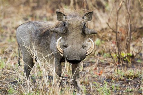facts  warthogs  science