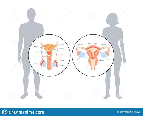 human fertility concept stock vector illustration of luteum 193760307