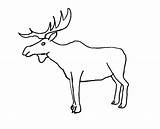 Coloring Elk Pages Moose Bull Printable Print Color Template Planet Little Big Simple Coloringme Colouring Cartoon sketch template