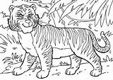 Tigre Tiger Colorear Colorare Tijger Kleurplaat Malvorlage Ausdrucken Disegni Printen Malvorlagen Kleurplaten Immagine Dibujos Schoolplaten Educolor sketch template