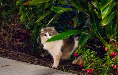 cats of disney the kingdom s kitty keepers disney tourist blog