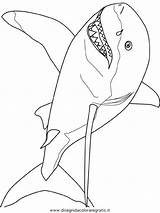 Squalo Hai Sharks Coloriage Squali Kolorowanki Haie Rekiny Dzieci Rekin Tiburones Dessin Poisson Ausmalbilder Stampare Ausmalbild Poissons Tiere Imprimer Condividi sketch template
