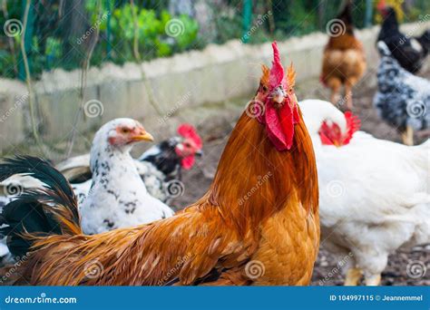 brown chicken   camera stock image image  house detail