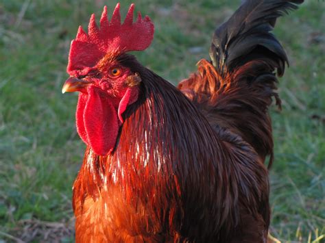 backyard barnyard  chicken breeds  preppers