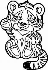 Tiger Coloring Pages Adult Baby Printable Color Getdrawings Getcolorings Print Family sketch template