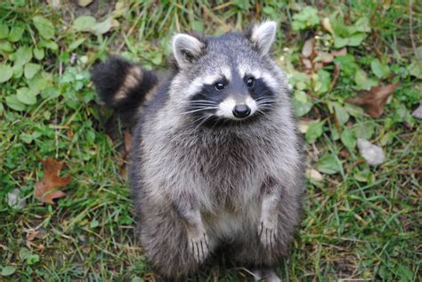 images animal wildlife mammal fauna raccoon vertebrate
