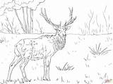 Coloring Pages Elk Printable Mountain Rocky Caribou Deer Adults Kids Color Clipart Colorings Getcolorings Sheet Moose Online Print Awesome Animal sketch template