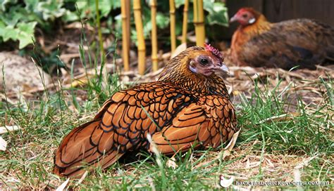 What Are The Best Bantam Chicken Breeds