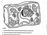 Cellula Vegetale sketch template