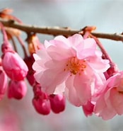 静の桜 に対する画像結果.サイズ: 174 x 185。ソース: www.tabikoi.com