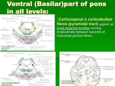 internal structure  pons powerpoint