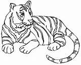 Tigre Tigres Imagui Imágen sketch template
