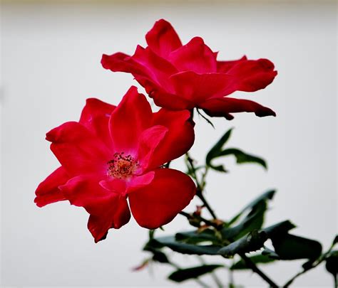 simple flowers photograph  cynthia guinn