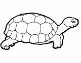 Turtle Coloring Kids Printable Turtles Pages Bestcoloringpagesforkids sketch template