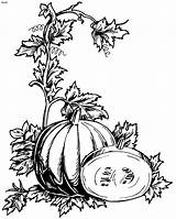 Pumpkin Drawing Plant Vines Coloring Template Pages Getdrawings sketch template