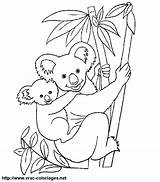 Coloring Koala Pages Baby Tree Koalas Back sketch template