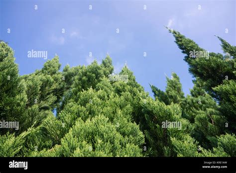 pine stock photo alamy