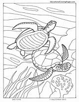 Coloring Pages Sea Turtle Animals Ocean Kids Printable Animal Seashore Book Colouring Sheets Color Books Dibujos Turtles Beach Printables Au sketch template