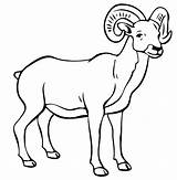 Ram Coloring Pages Animal Color Colouring Printable Thecolor Animals Kids Print Baran Choose Board sketch template