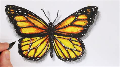 realistic butterfly drawing  getdrawings