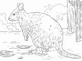 Quokka Coloring Australian Marsupial Pages Supercoloring Printable Drawings Categories 360px 22kb sketch template