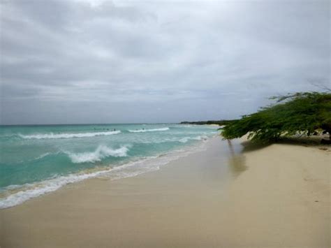 Taken From The Parking Lot At Arashi Beach Aruba Dwi Picture Of
