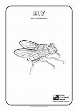 Insects sketch template