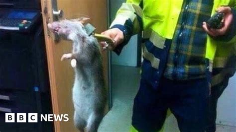 That Big Rat On Facebook Is Not From The London Underground Bbc News