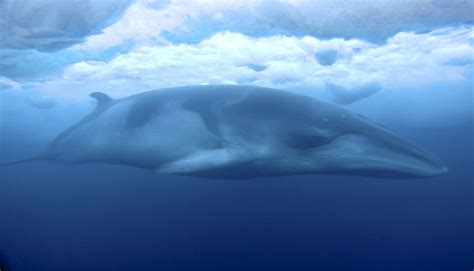 researcher captures striking antarctic video  minke whale ap news