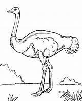 Coloring Ostrich Emu Bird Pages Print Birds Color African Topcoloringpages Getcolorings Printable Getdrawings sketch template