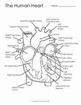 Arteries Veins sketch template