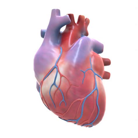 human heart  model realtime cgtrader