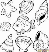 Clam Coloring Pages Color Getcolorings Seashell Printable Print sketch template