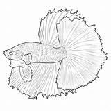 Betta Fish Coloring Lines Pages Drawing Tattoo Drawings Beta Para Draw Pez Outline Fighting Colouring Siamese Colorear Bettas Painting Color sketch template
