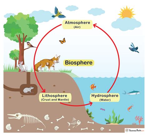 biosphere definition examples  diagram
