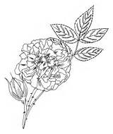 Roses Maiden Alba Blush Designlooter sketch template