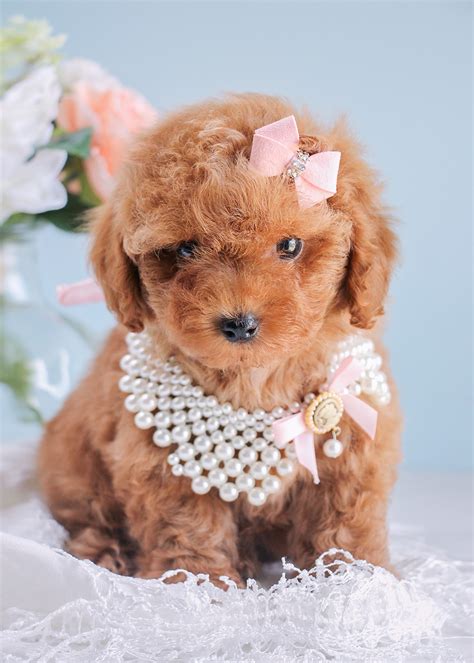 cutest red poodle puppies  south florida teacups puppies boutique