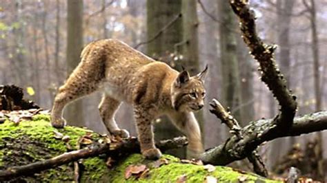 Best Documentary Films National Geographic Wild Balkans