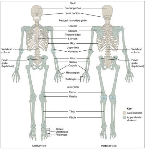 divisions   skeletal system fundamentals  anatomy