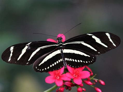 why do butterflies have such large wings business insider