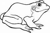 Coloring Frogs Pluspng Stumble sketch template