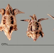Afbeeldingsresultaten voor "iotroata Spinosa". Grootte: 189 x 185. Bron: www.weedimages.org